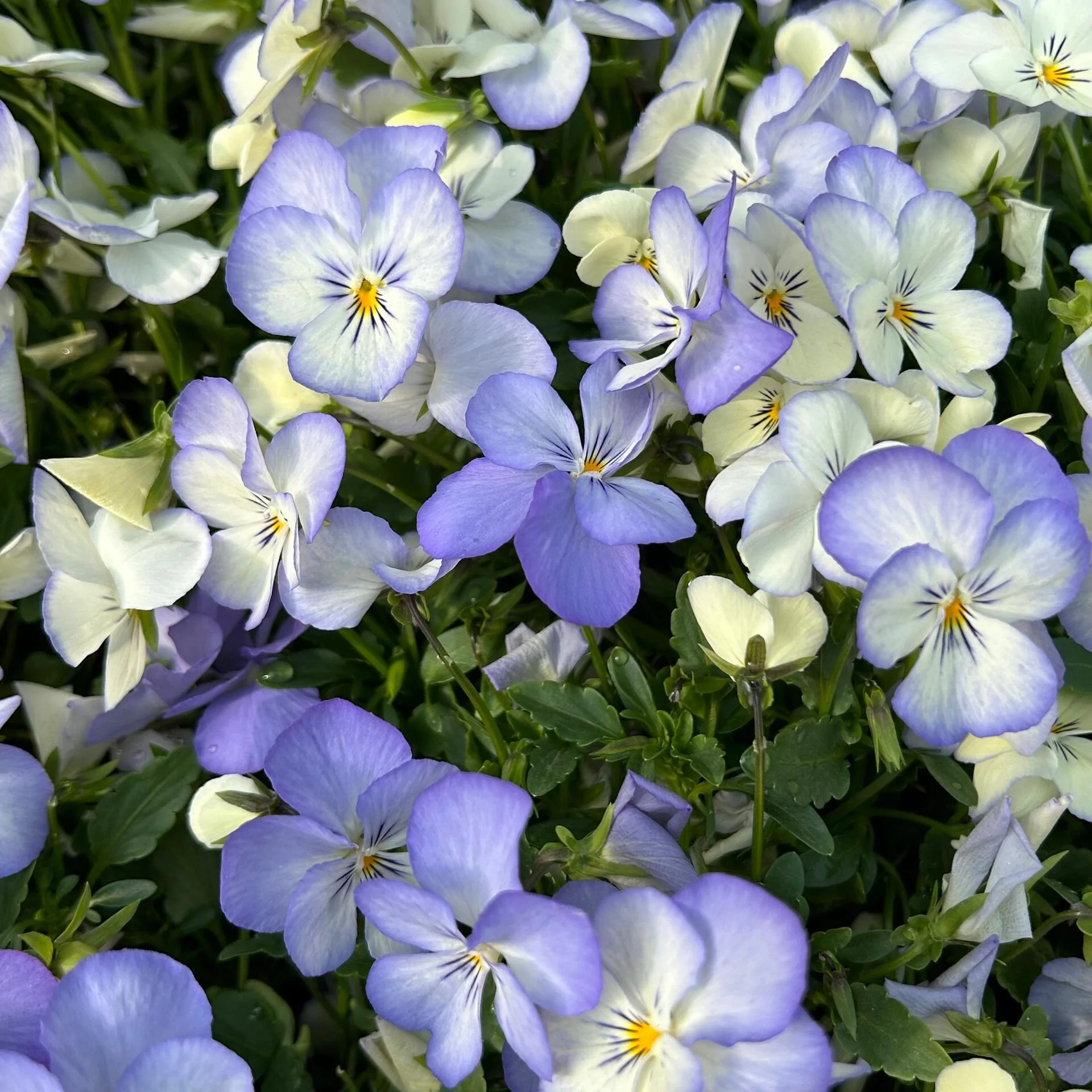 Ultra-Vibrant Pansy Seeds