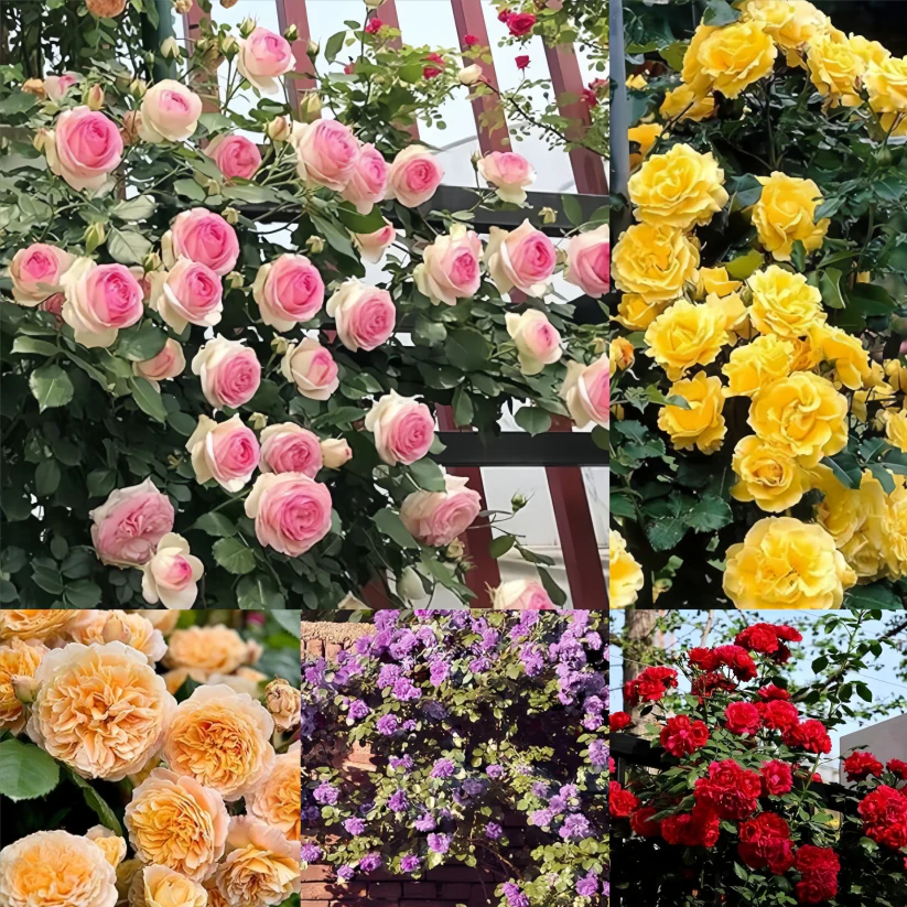 [ Repeat Blooming]🌹Climbing Rose Seeds - Luck Rises