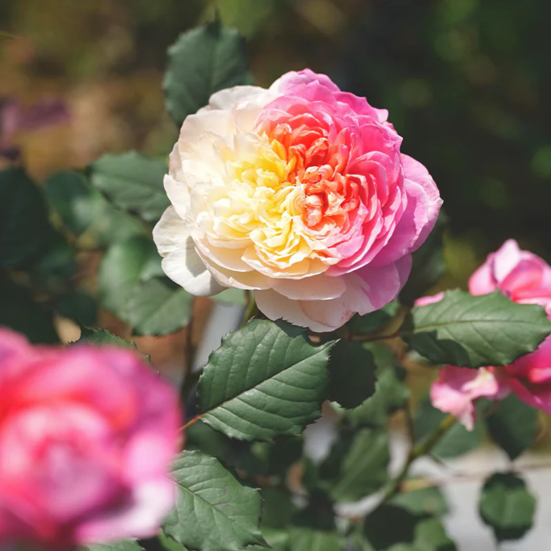 Premium 'Constance Rose' Seeds-Romantic Garden Flowers