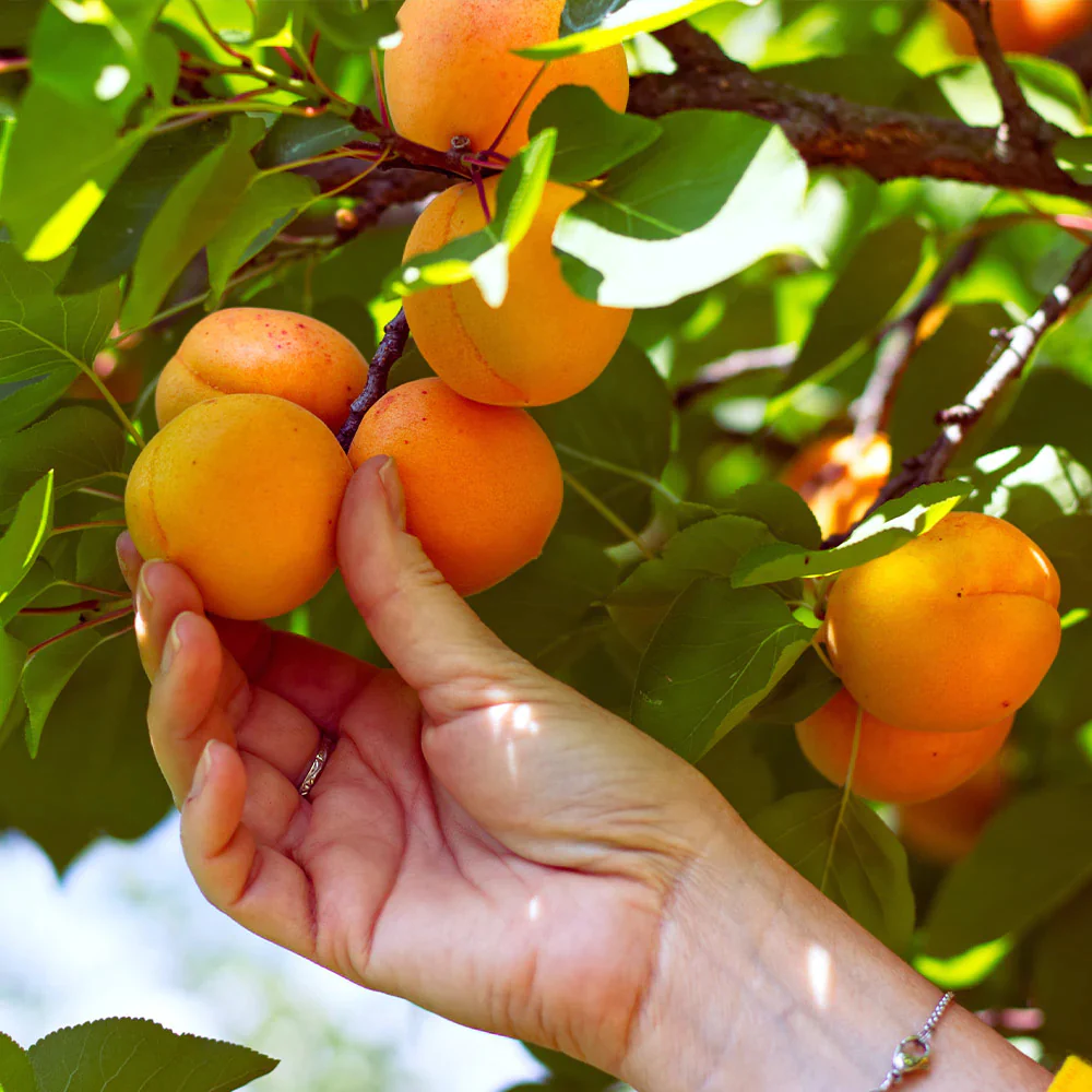 Apricot Seeds