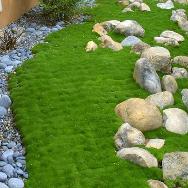 Irish Moss Sagina Subulata