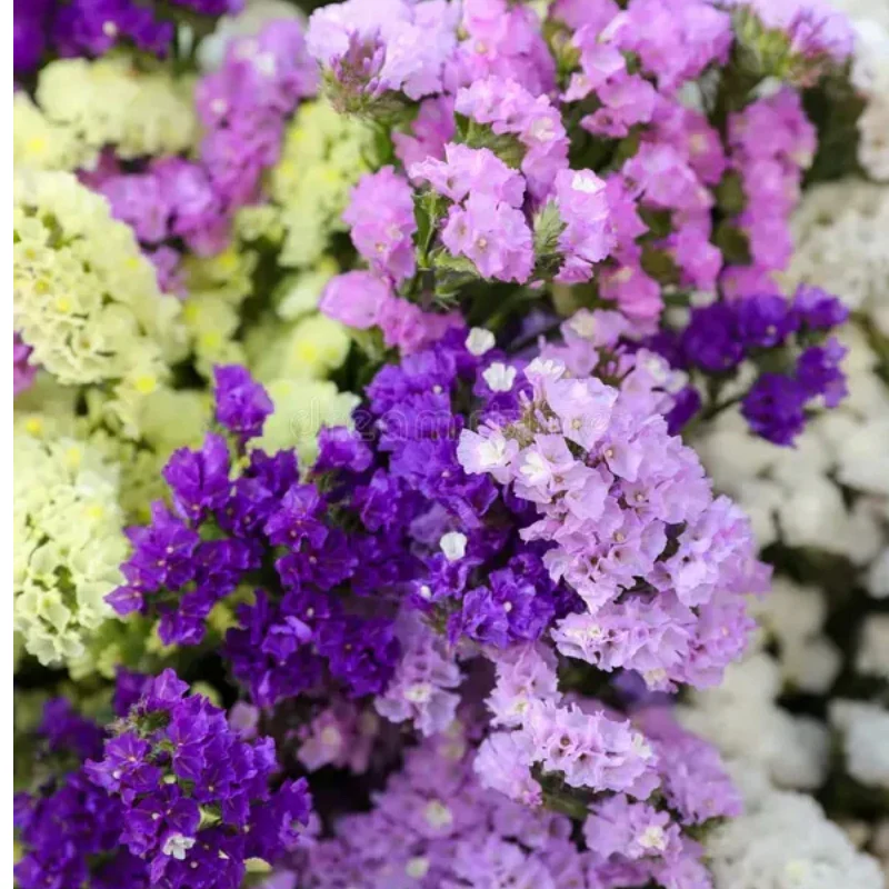 Everything You Can Direct Sow Outside in June