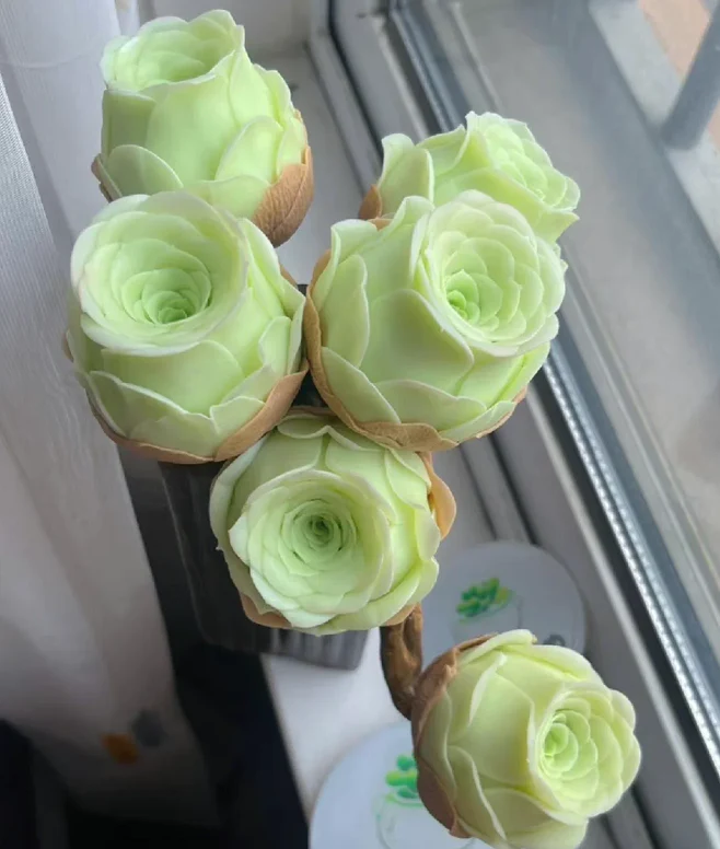 Mountain Rose Succulent Plant