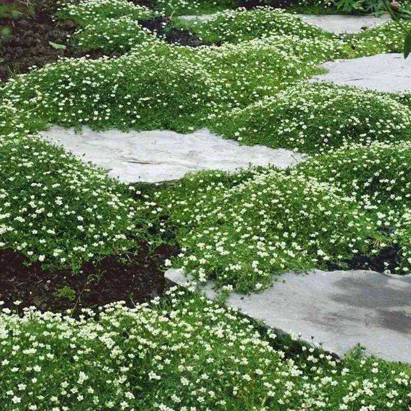 Irish Moss Sagina Subulata