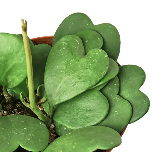 Sweetheart Hoya Seeds