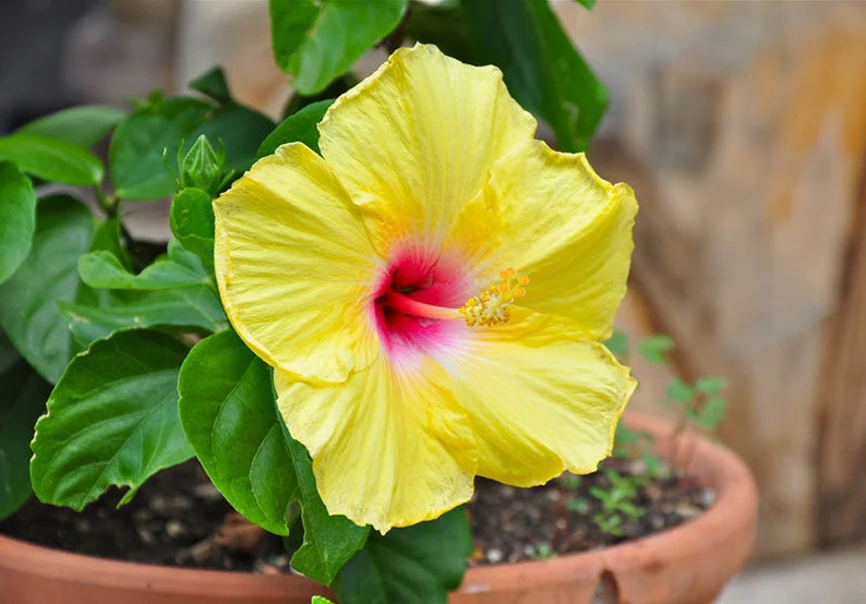 Rare Yellow Hibiscus Seeds 