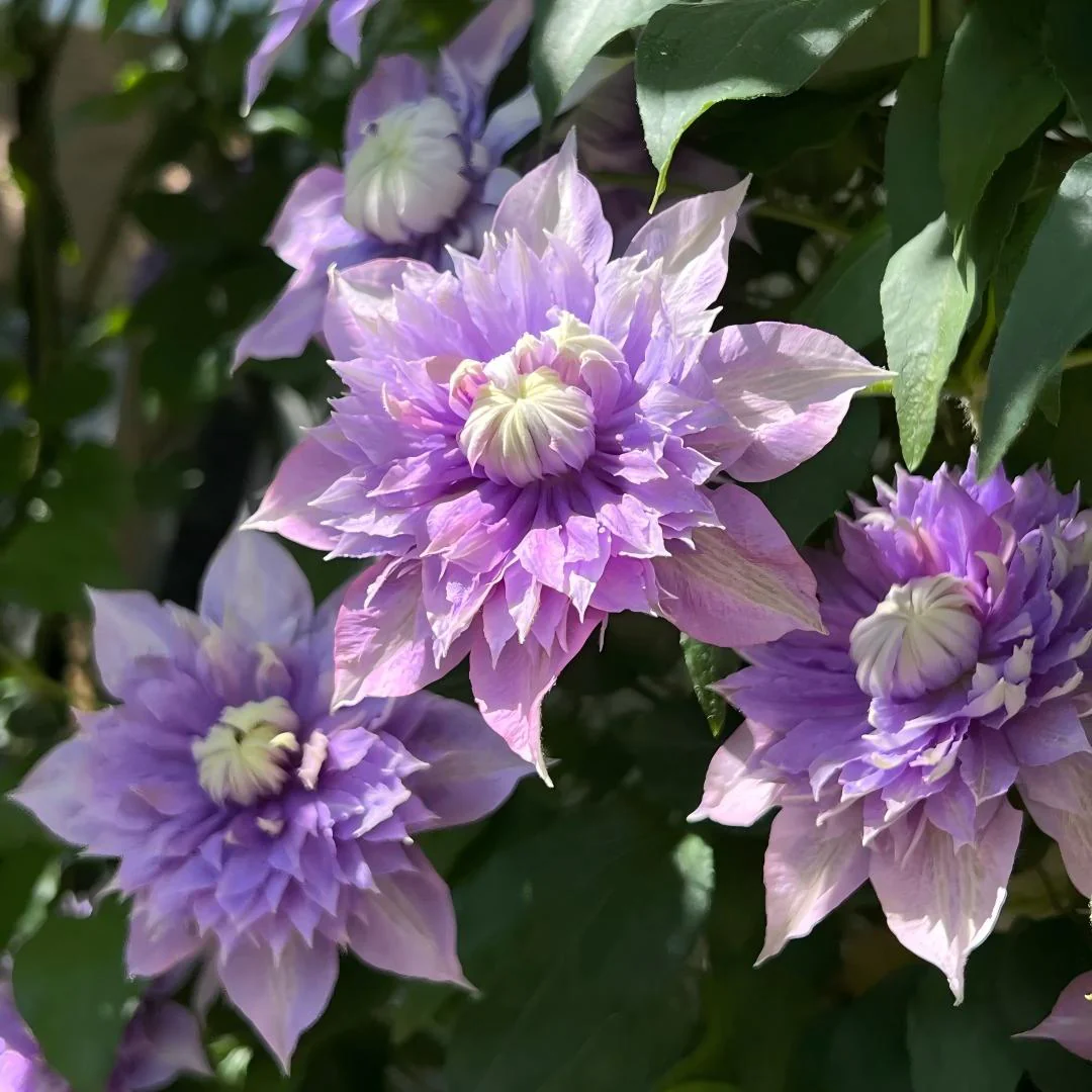 Clematis ‘Crystal Fountain’ Seeds