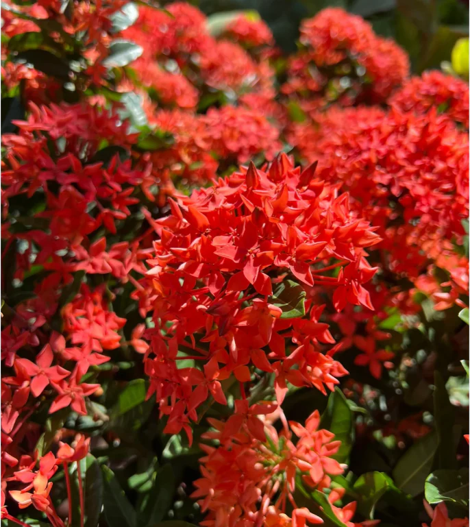 Dragon Boat Flower Seeds