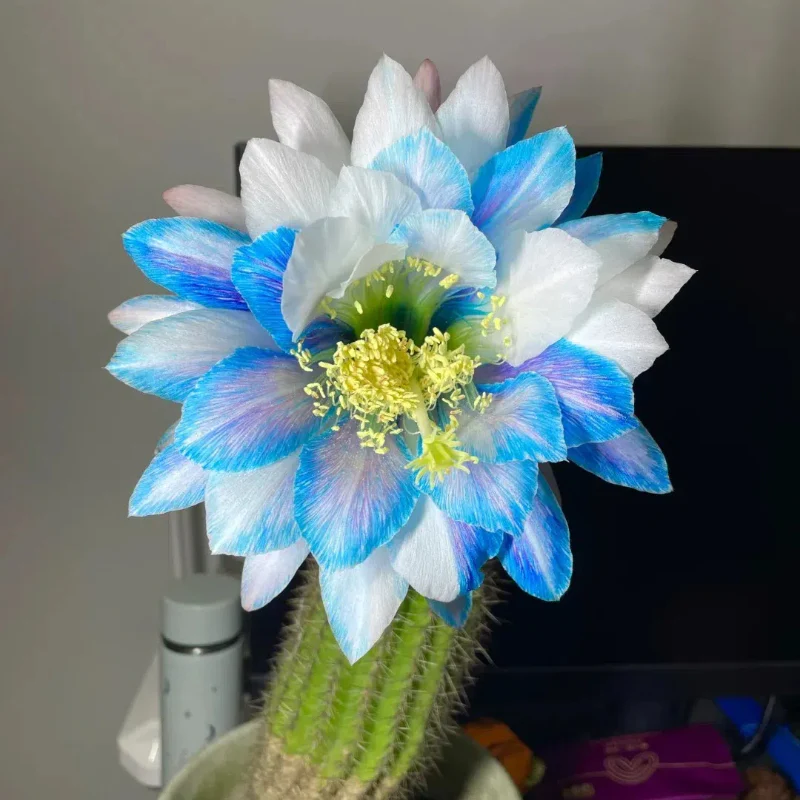 Flowering Echinopsis Cactus Species Mix🌵🌸