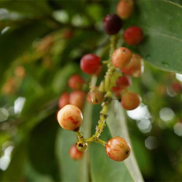Egrow 50Pcs(100Pcs)/Pack Schisandra Seeds Chinese Magnolia Vine Edible Garden Fruit Tree Seed DIY Plants