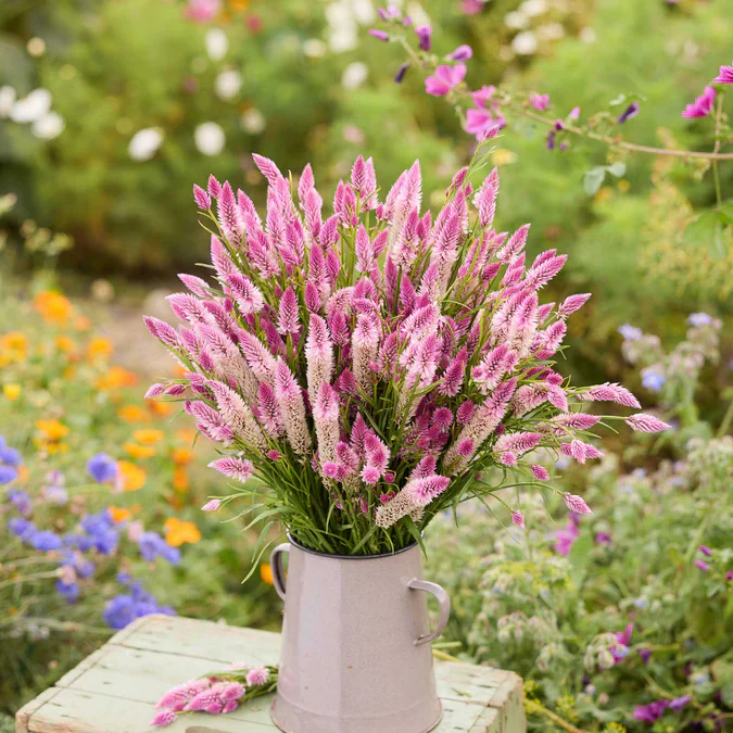 Everything You Can Direct Sow Outside in June