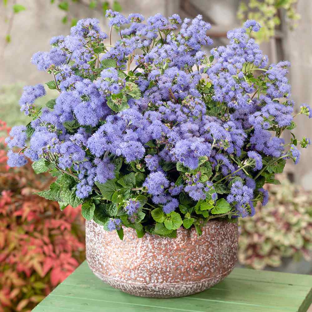 Ageratum Seeds—Heirloom Seed