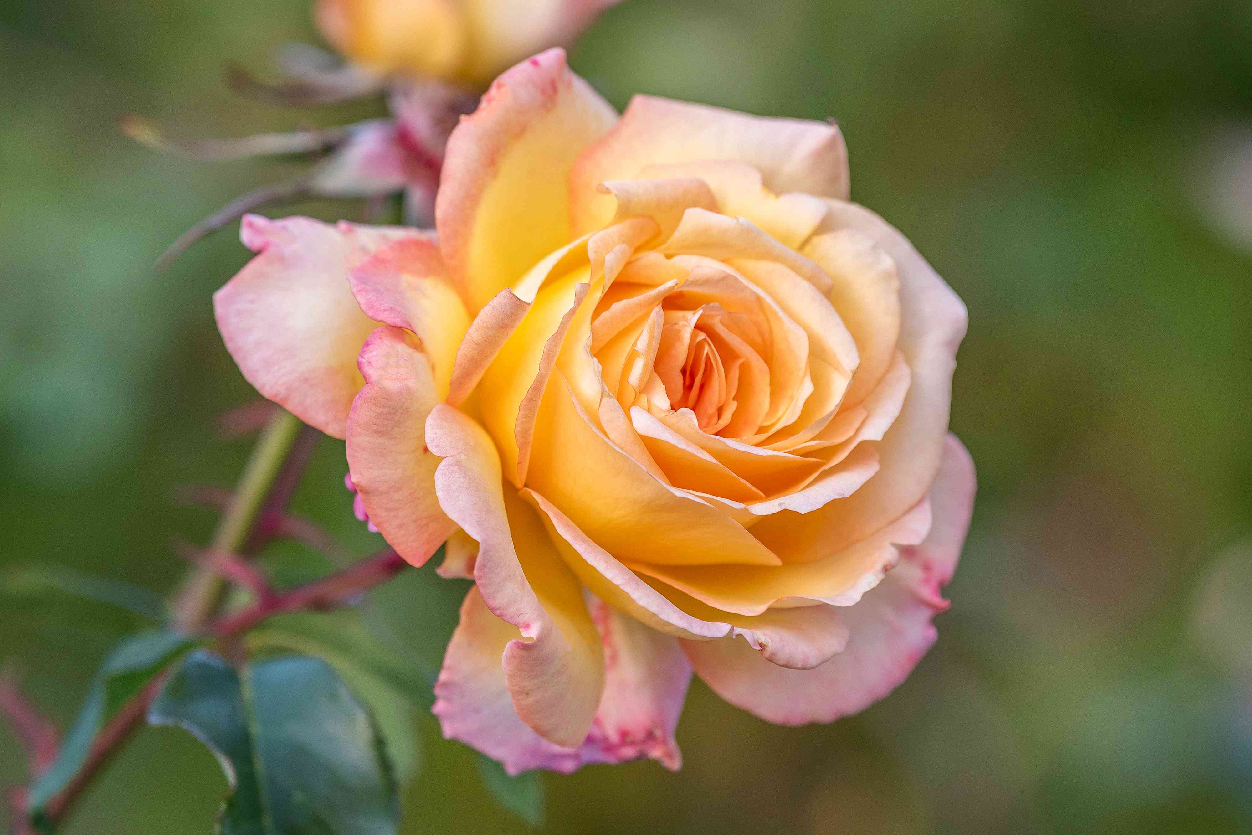 Peaceful Roses - The Messenger of Peace