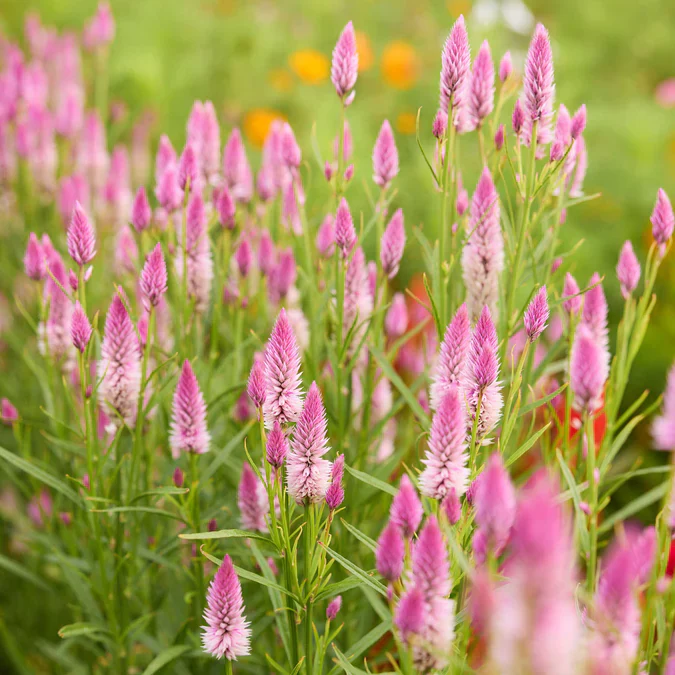 Everything You Can Direct Sow Outside in June