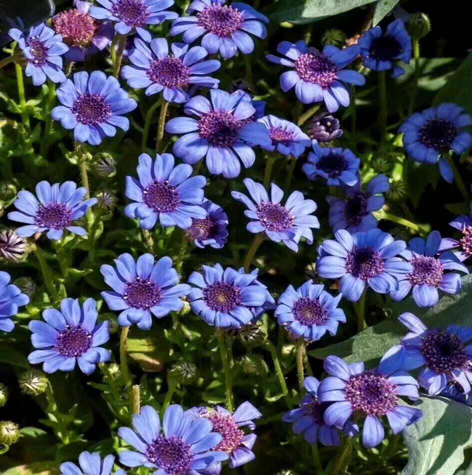 Blue Daisy Felicia Amelloides Chrysanthemum