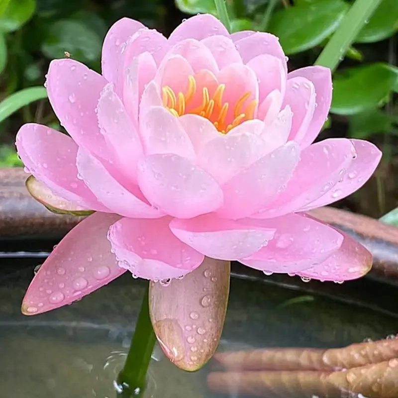 💧 The Sacred Bonsai Bowl Lotus Flower