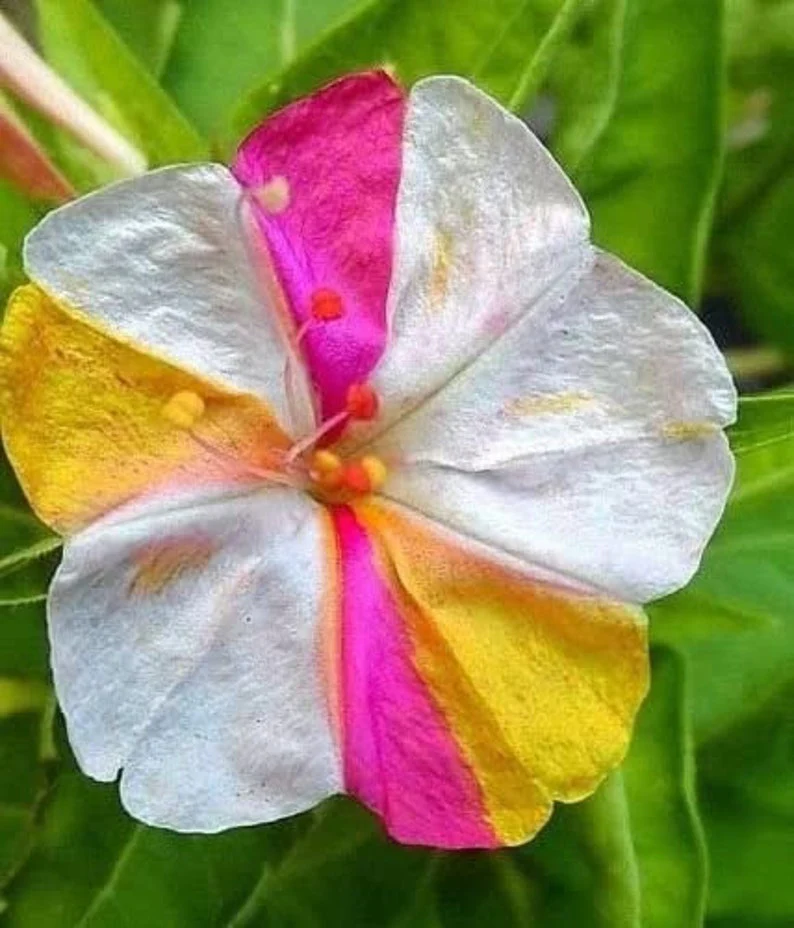 Marvel of Peru Four O' Clock Seeds | Garden Flower Broken Color Changing Transform Pink Rainbow Plant Leaf Seed 2022 Season Fast Shipping