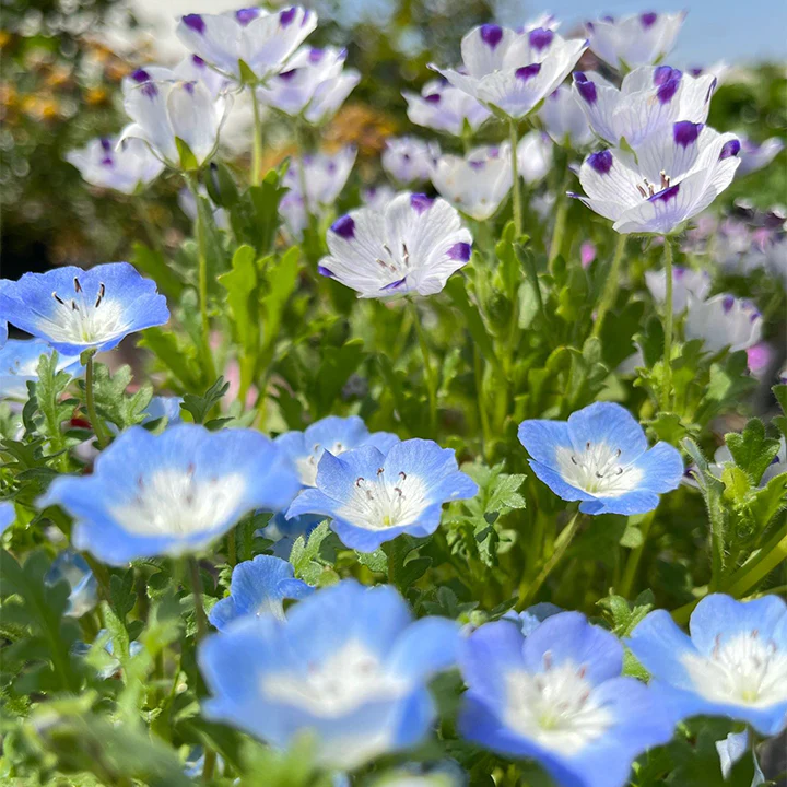 Baby Blue Eyes Seeds