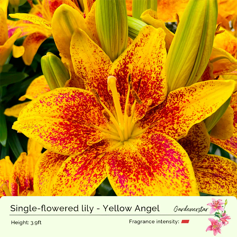 Lily Bulbs