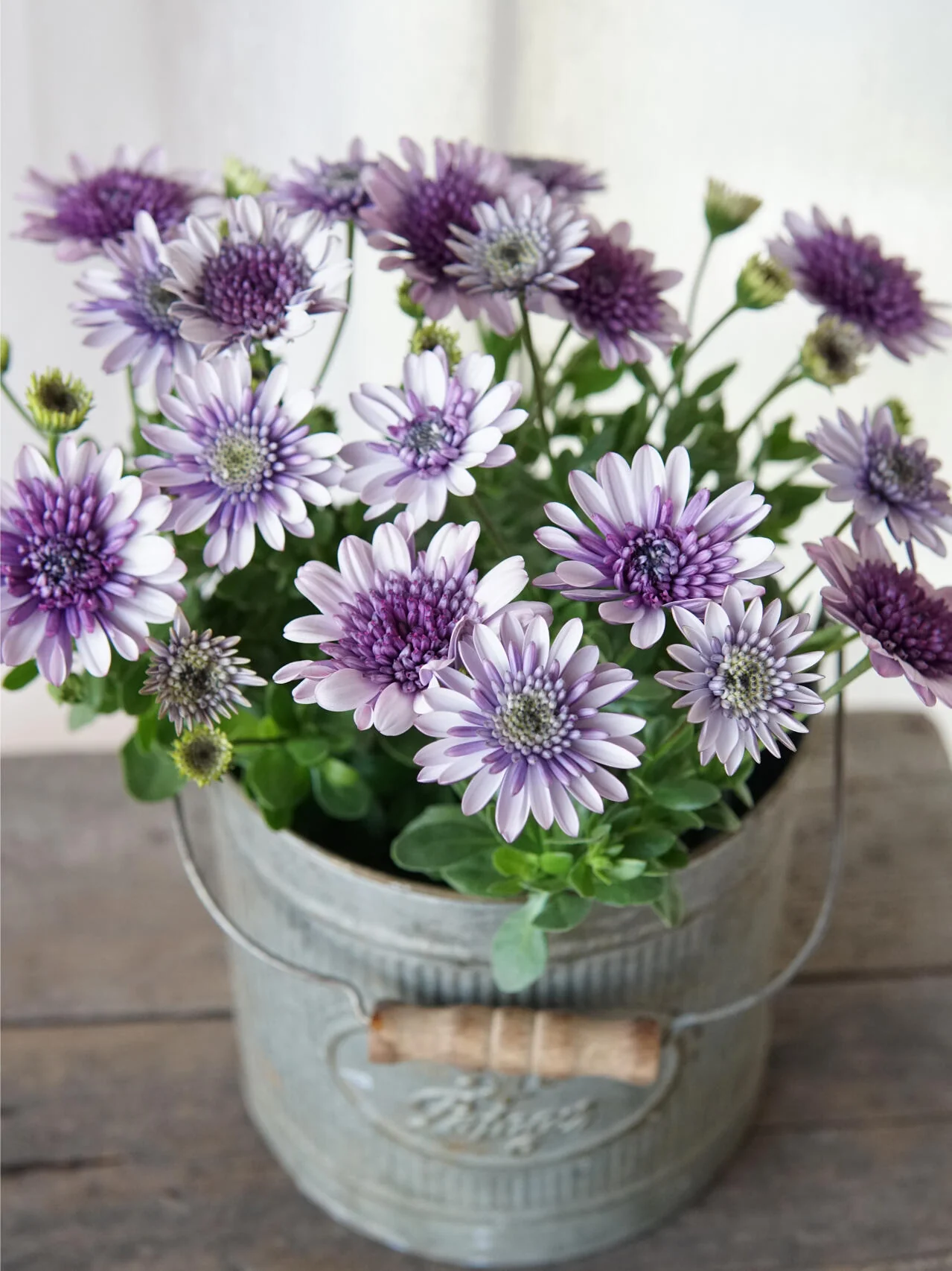 Marigold 'Sky Blue Misty Rain' seeds