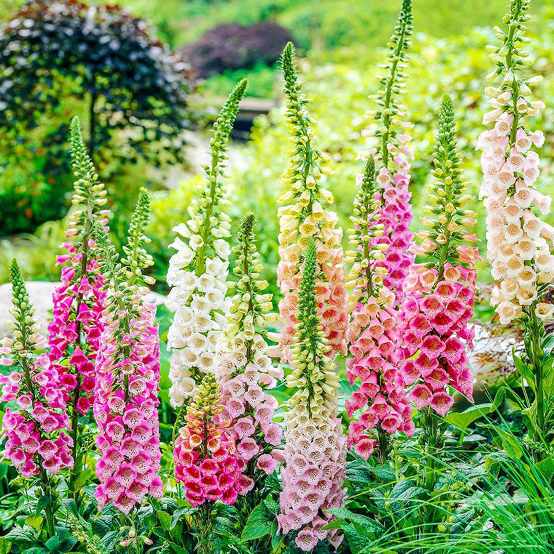 Foxglove Seeds Digitalis Purpurea Seeds
