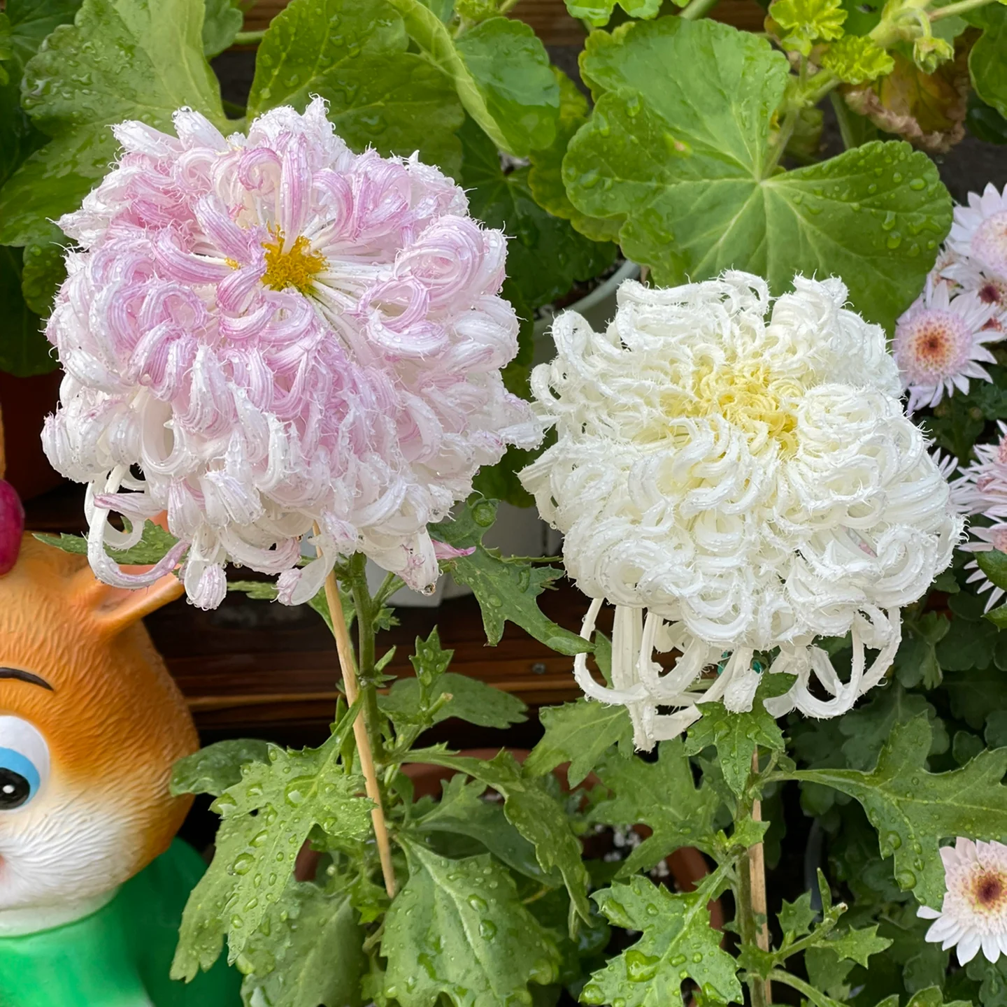 Chrysanthemum Flower Seeds- Elegant Flower