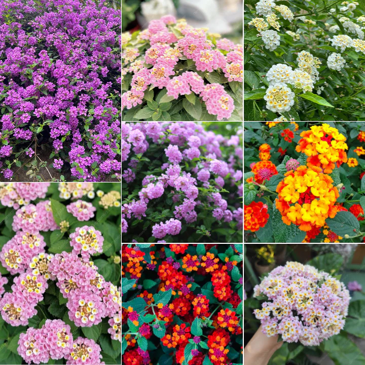 🌺Colorful Elf Lantana Seeds - Repels Mosquitoes And Flies