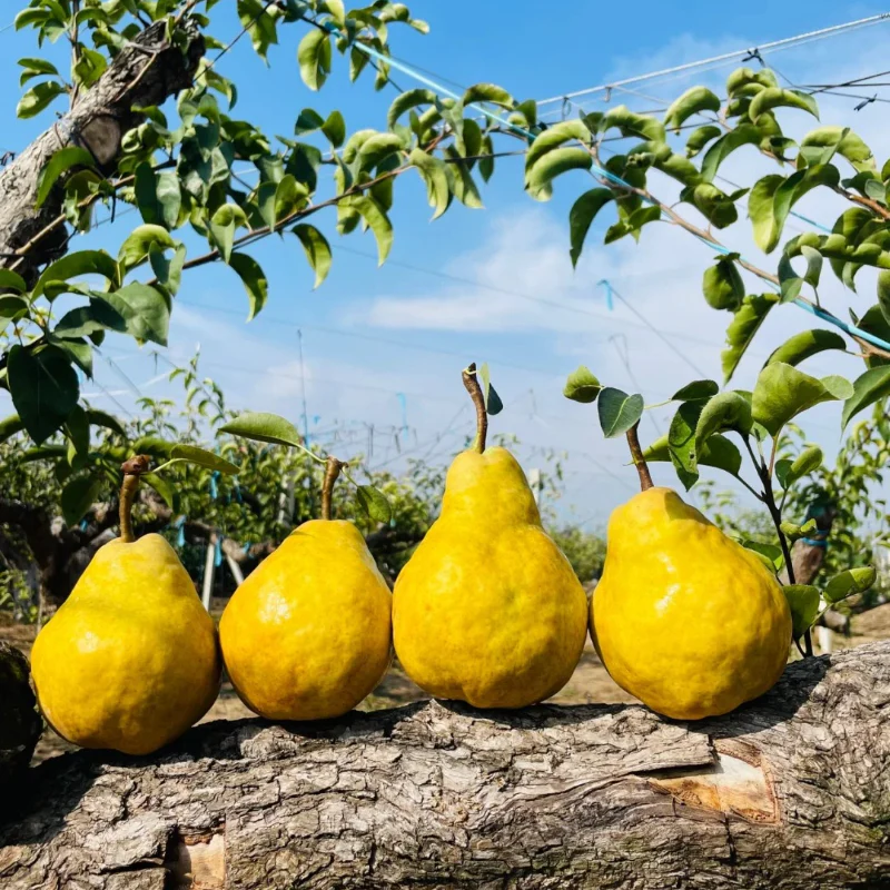 Ugly Pear Seeds