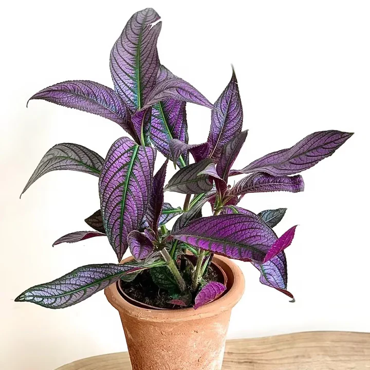 Persian Shield Hued Foliage Plant
