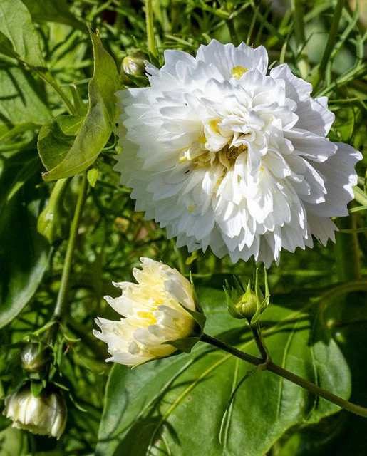 Snow Puff