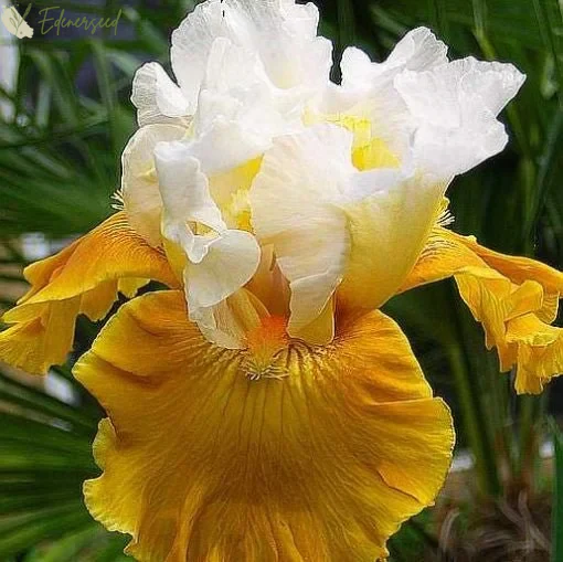 Multi Iris Seeds: Vibrant, Resilient, and Spectacular Blooms