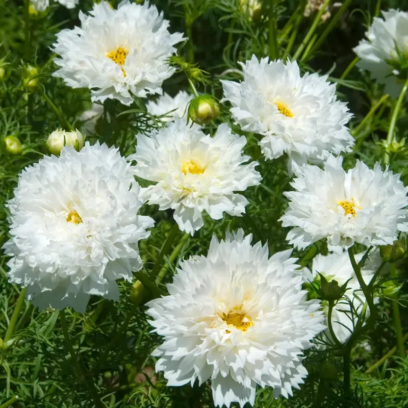 🌸Double Cosmos Seeds-Flower of Happiness