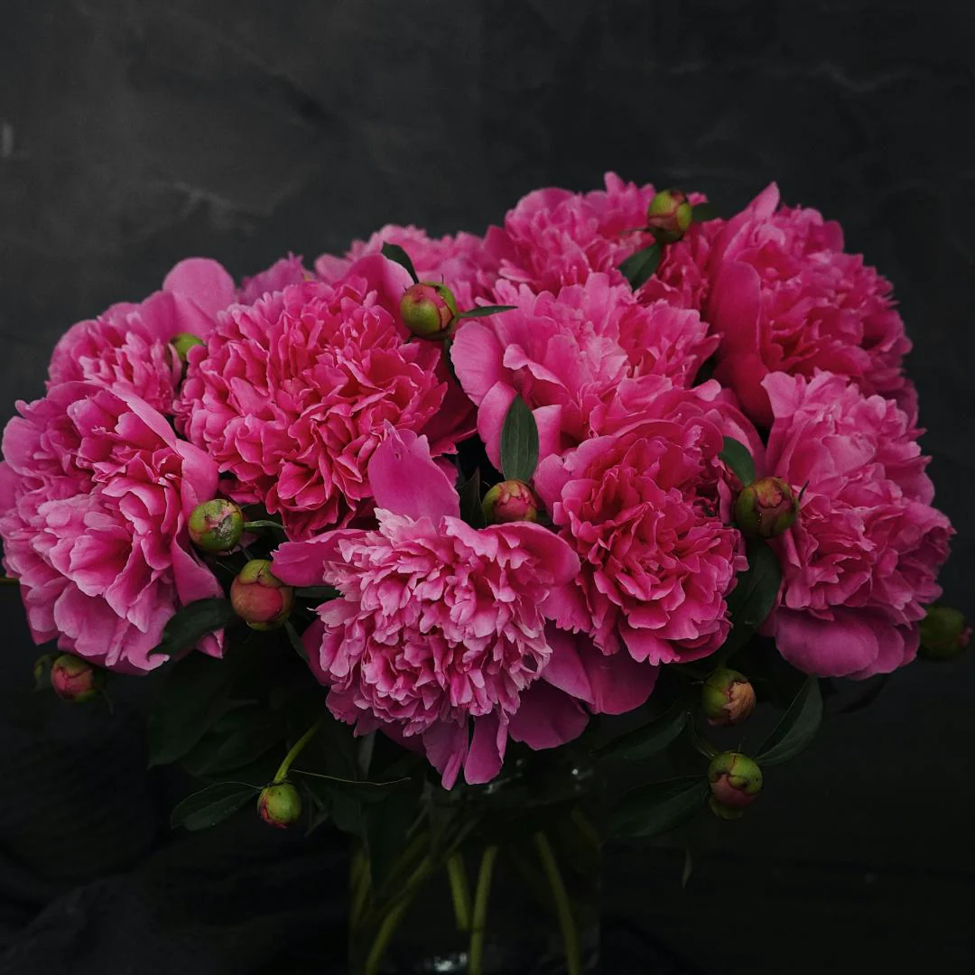 Peony Seeds–Huge Blooms Larger Than Your Face