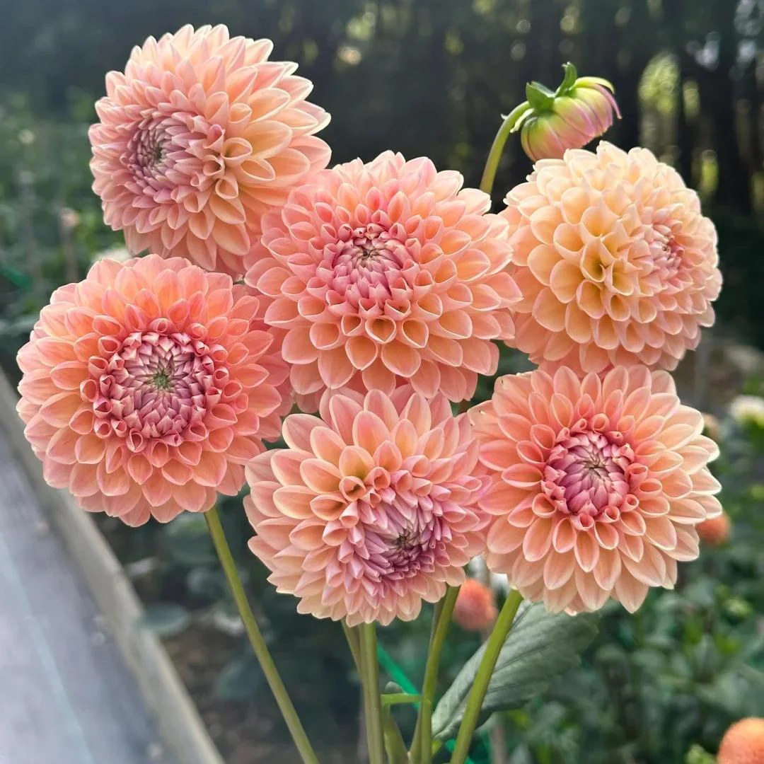 Double Dahlia Bulbs