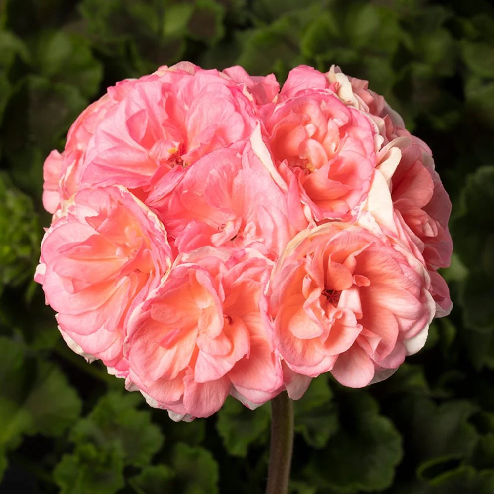 Rosebud Astrid Seeds