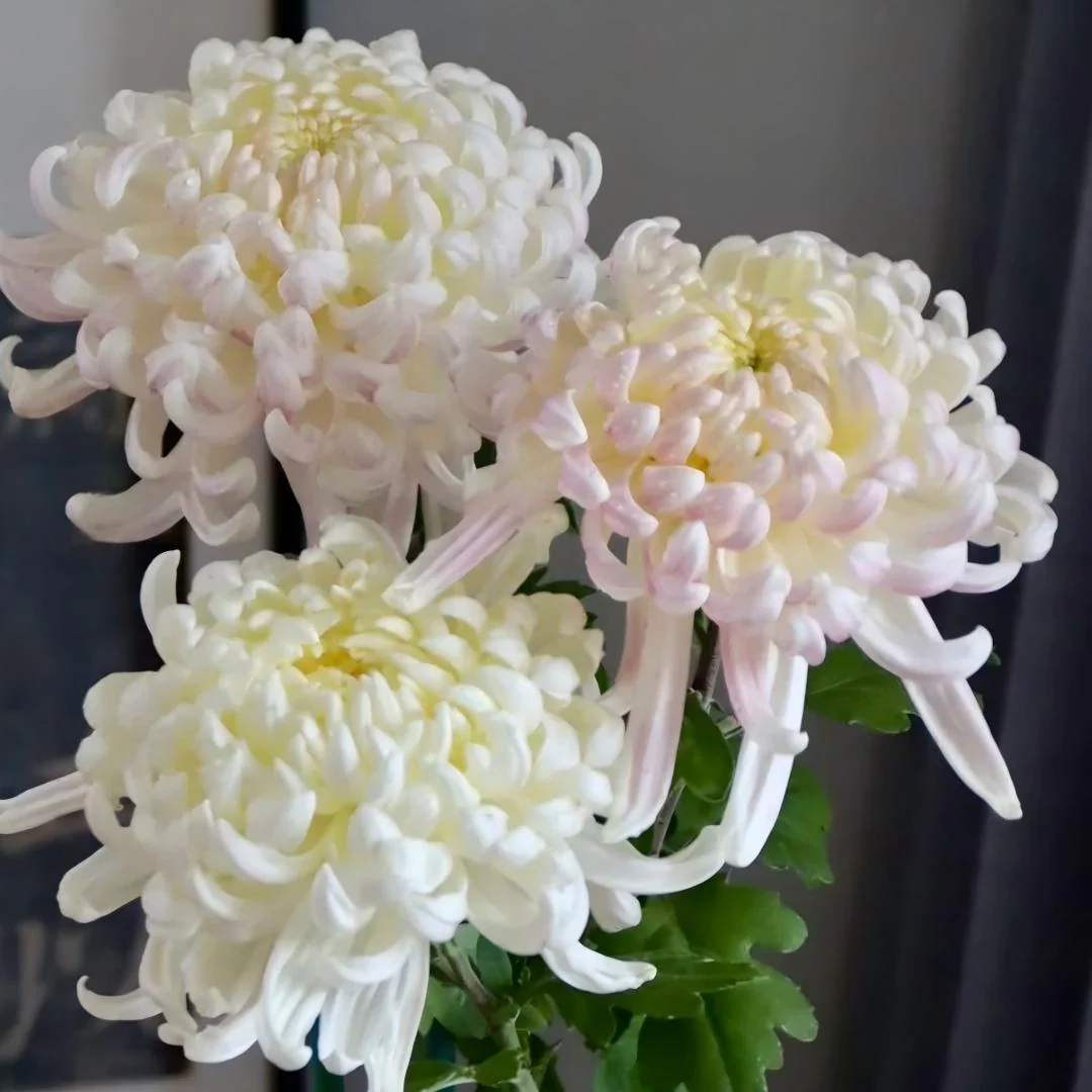 Double Bloom Chrysanthemum Seeds