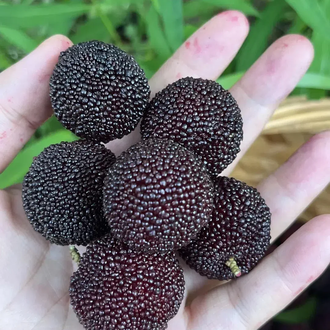 Black Bayberry Seeds