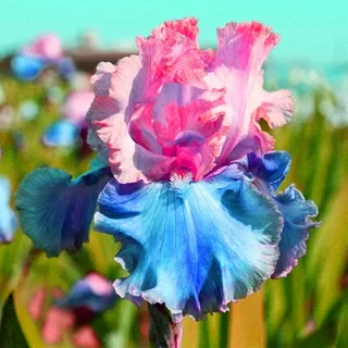 Stardust Snow-Rare Iris Bulbs⚜️