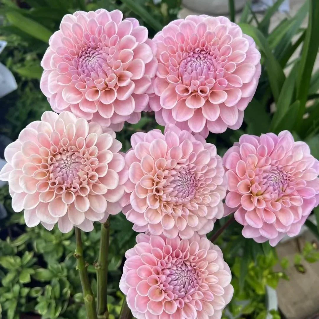 Double Dahlia Bulbs