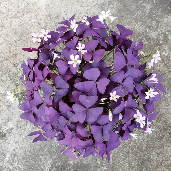 🔥Oxalis Triangularis Purple Shamrock Good Luck Plant Blubs
