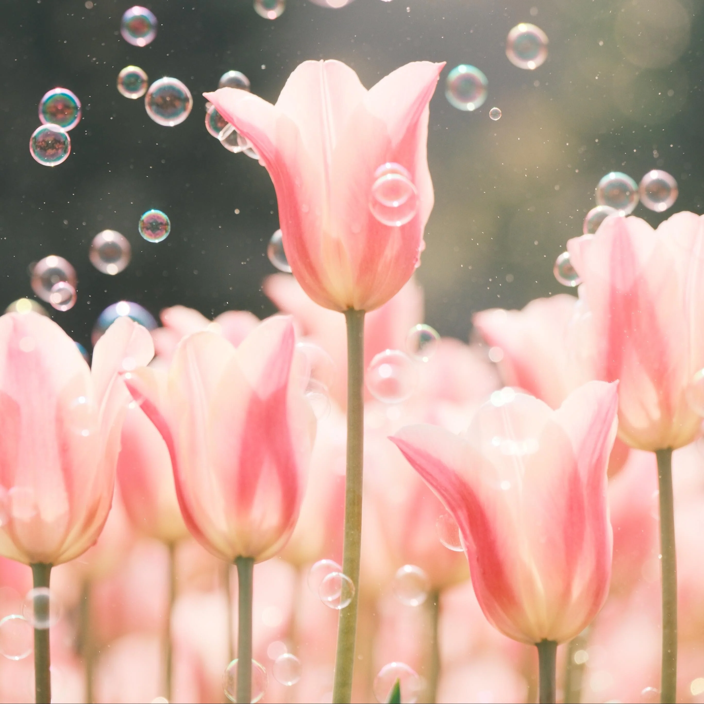 Royal Garden Tulips – Classic British Spring Blooms from Seed