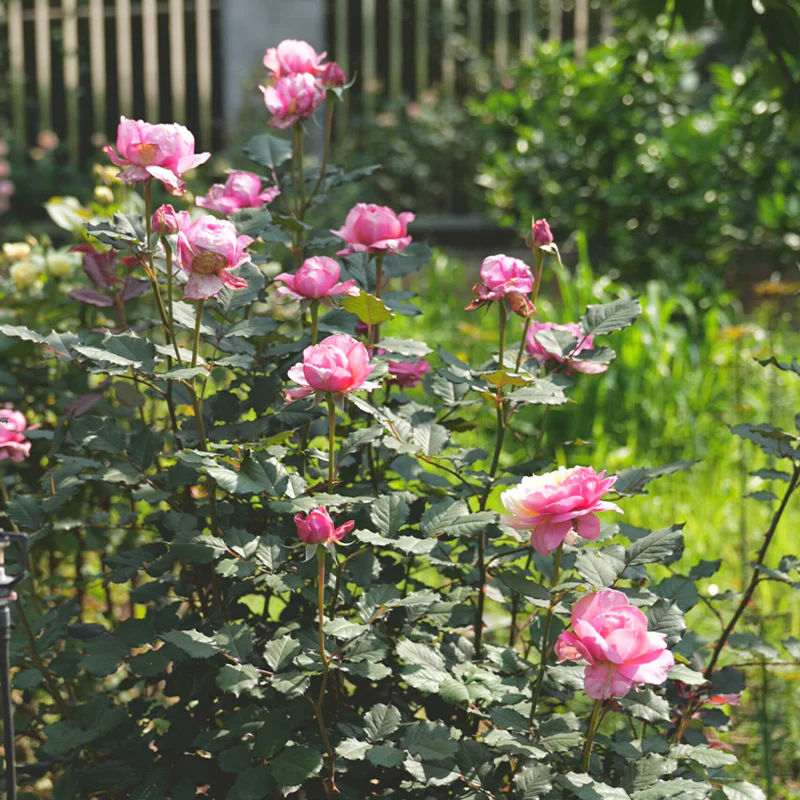 Premium 'Constance Rose' Seeds-Romantic Garden Flowers