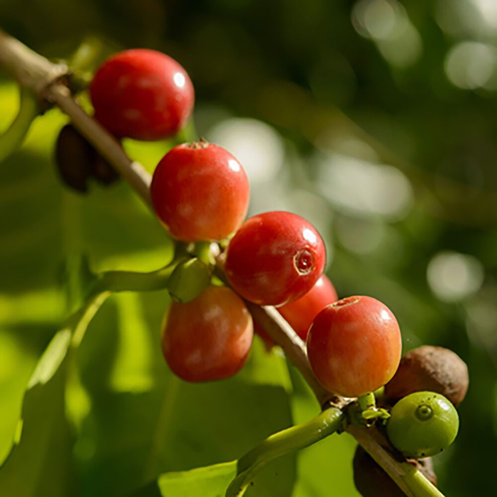 COMPAGNE LE CAFEKawa ziarnista Le Cafe Brazil, 250 g, intensywność 3/5