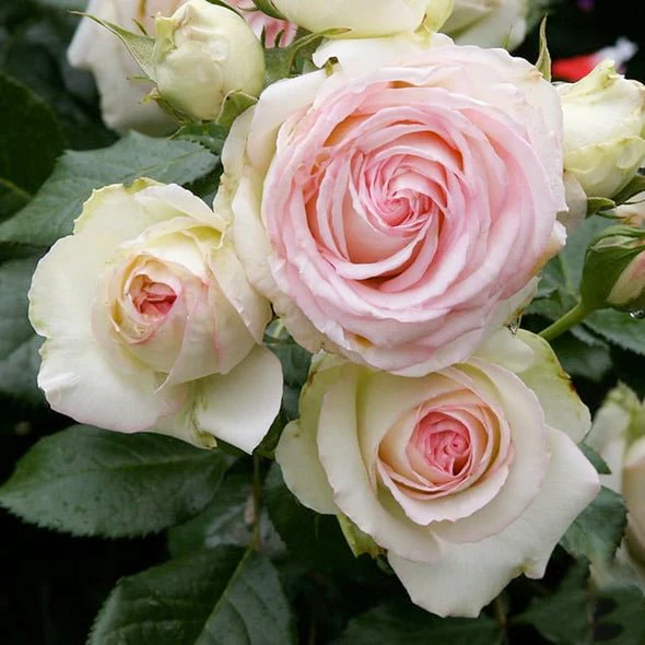 Climbing Rose Seeds