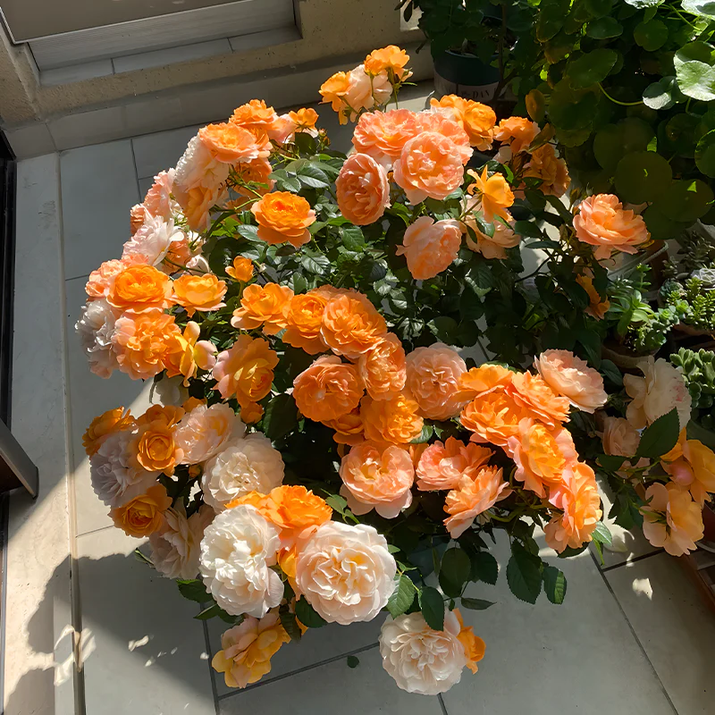 Potted Four Seasons Rose Juice Balcony