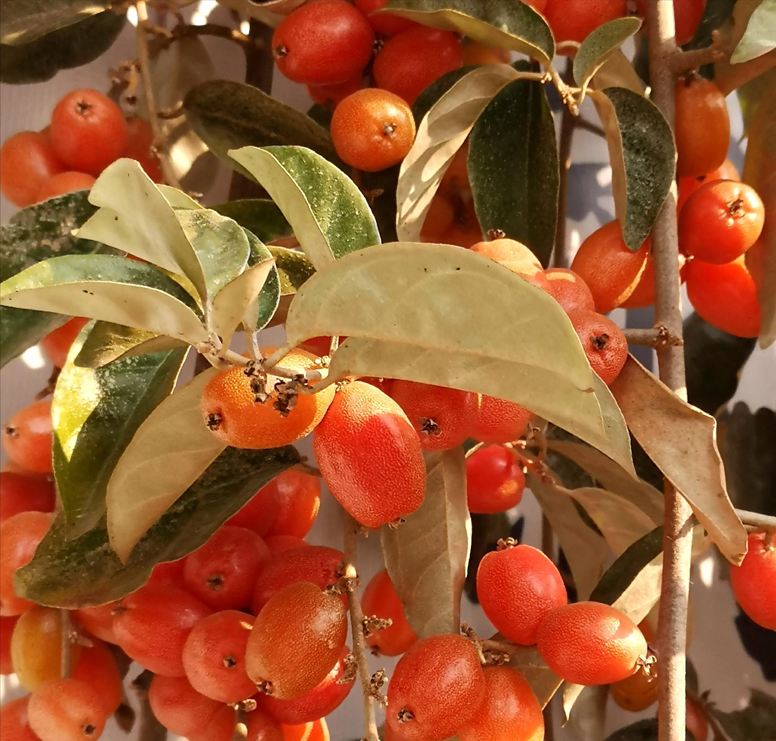 Elaeagnus Conferta Seeds