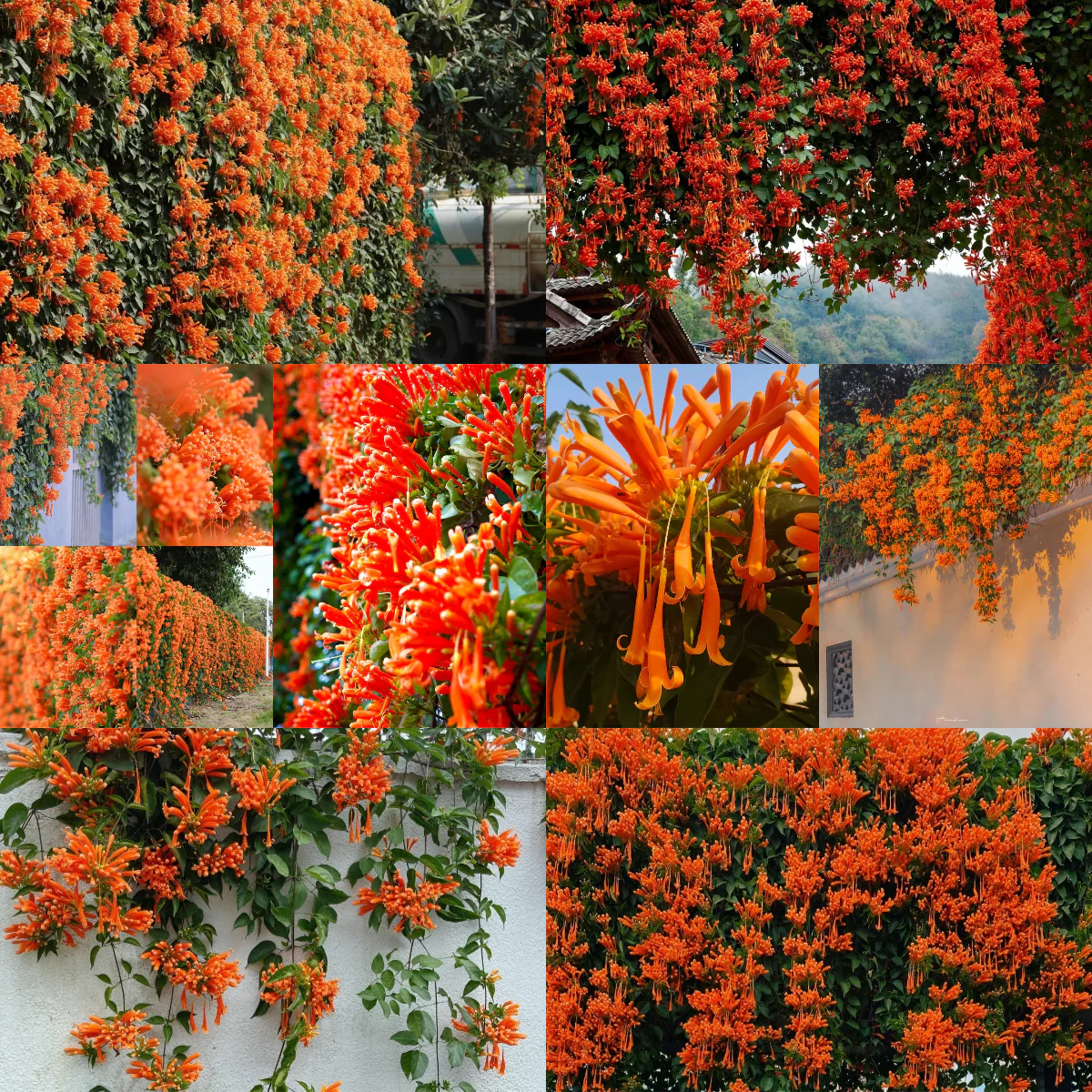 🧡Pyrostegia Venusta Flower