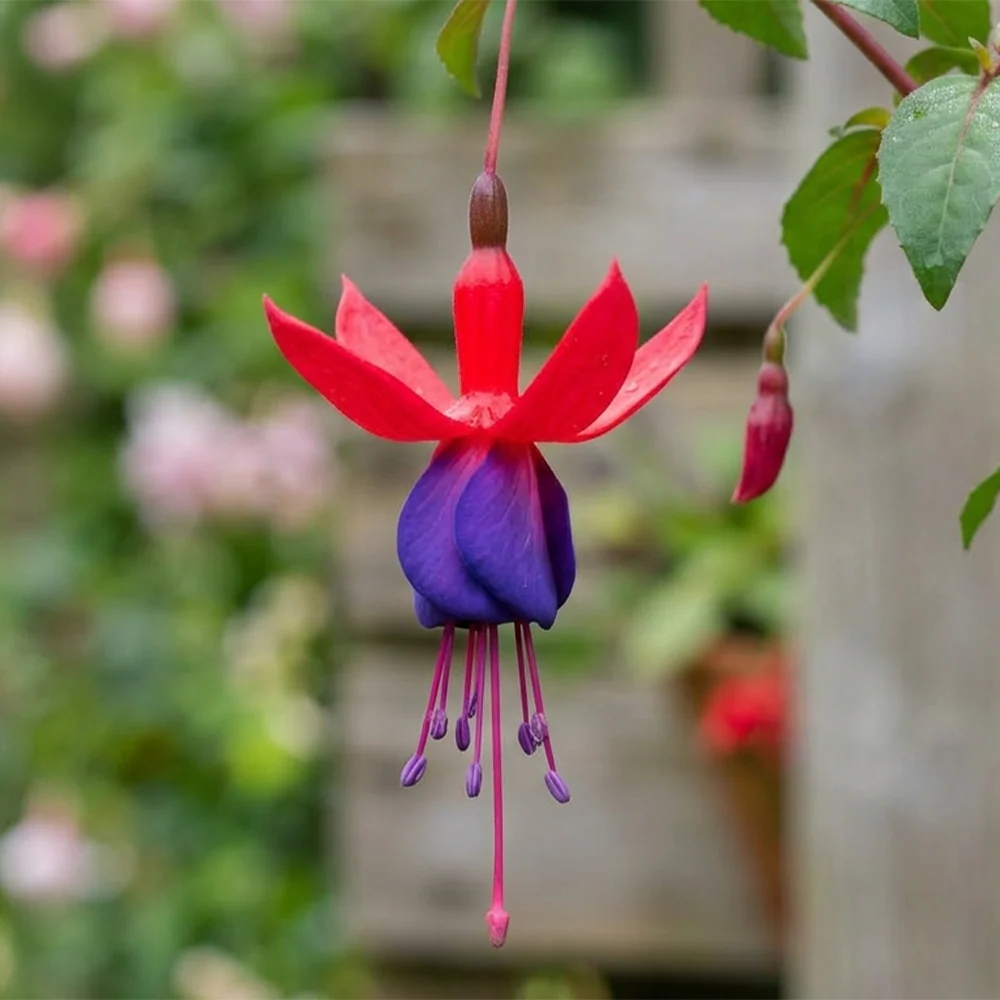 Fuchsia Flower Seeds – Stunning Hanging Lantern Flowers for Garden & Balcony