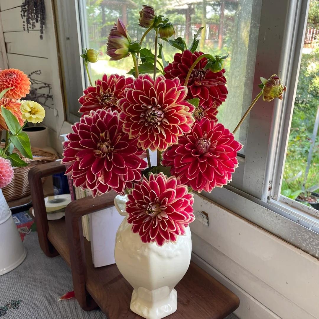Double Dahlia Bulbs