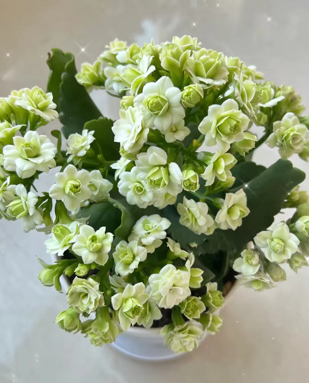 Kalanchoe Seed Garden Planting